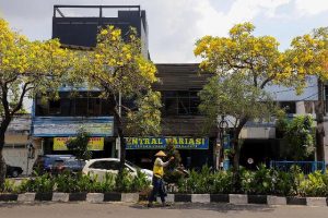 Bunga Tabebuya Kuning