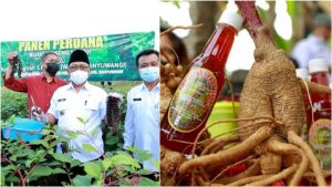 banyuwangi ginseng merah