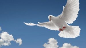 burung merpati 20180306 162454