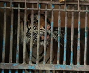 Harimau Hari Tino