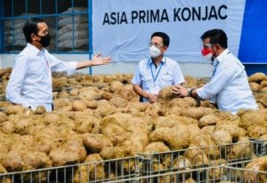 jokowi porang