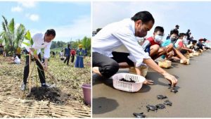 jokowi tukik mangrove