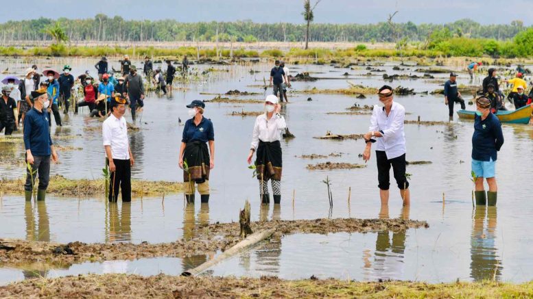 Jokowi dan dubes tanam mangrove
