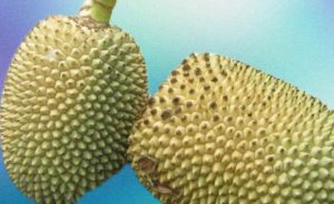 buah papua