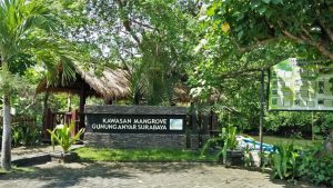 mangrove