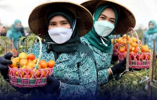 Kabupaten Sampang Panen Raya Tomat 20 panen tomat