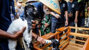 wisata kambing etawa