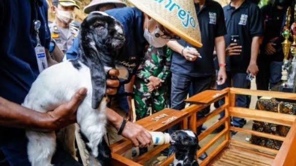 wisata kambing etawa