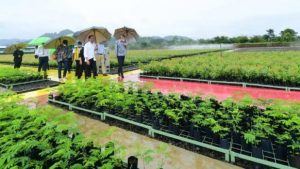 Jokowi Dunes Rumpin