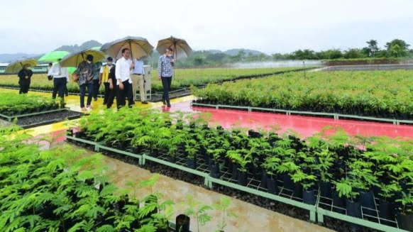 Jokowi Dunes Rumpin