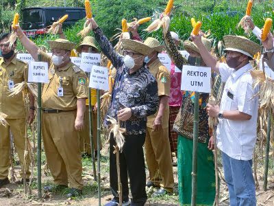 BI Dorong Program Integrated Farming Klaster Jagung di Madura 20 BI jagung