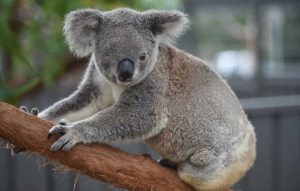 koala