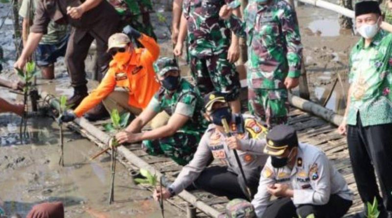 kkodam v tanam mangrove