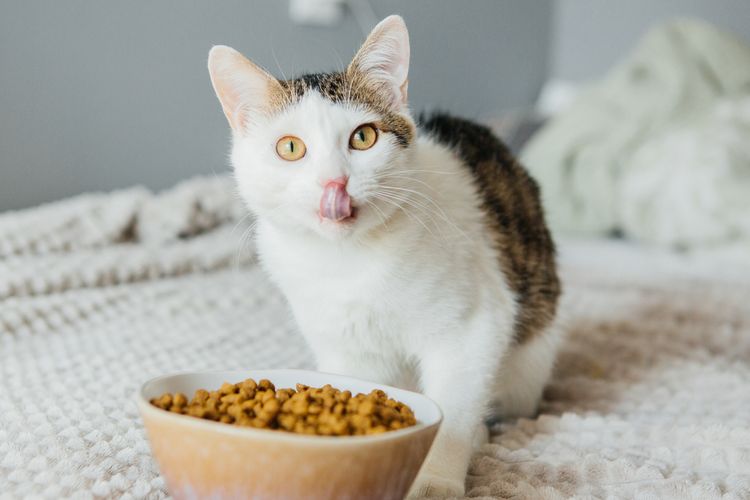 Kucing Makan