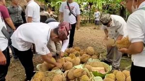 durian merah banyuwangi