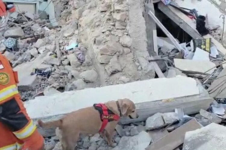 Tim SAR RI Cari Korban Hilang Gempa Turki Dibantu Anjing Pelacak 20 WhatsApp Image 2023 02 14 at 14.32.34 1 750x500 1