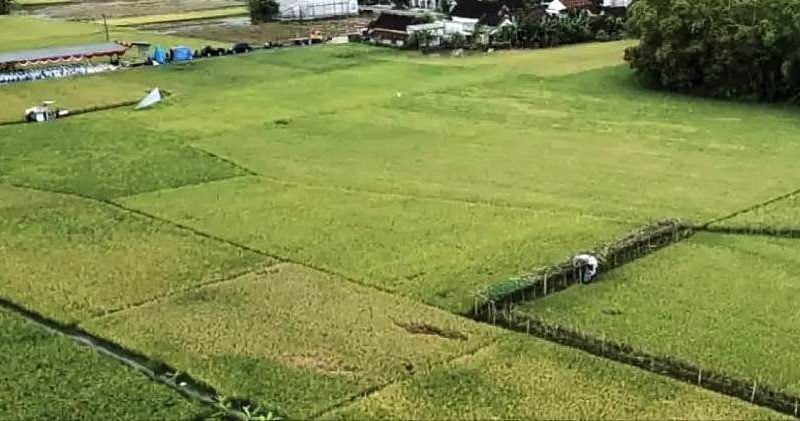Lamongan Raih Juara Bidang Pertanian Nasional 20 c1 20230222 05431743 800x421 1
