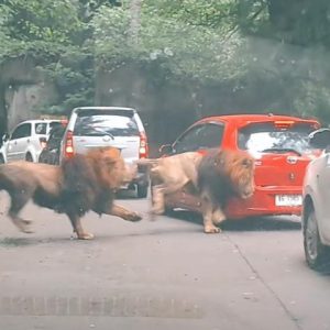 potret singa tabrak mobil di taman safari indonesia ii jawa timur 2 11