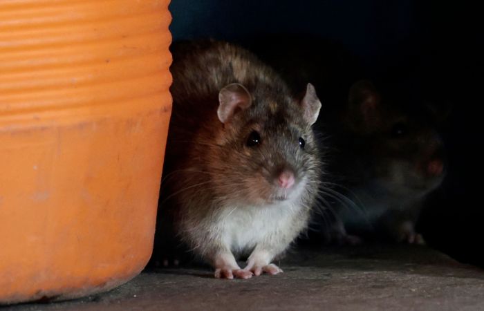 Leptospirosis Demam Tikus Menyebar lewat Darah, Apa Penyebab dan Cara Menularnya? 20 bf55e993834a315243229b4e8ed1063e