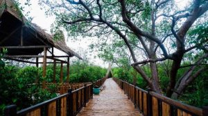 ekowisata mangrove wonorejo