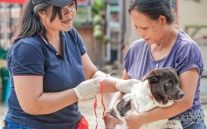 heboh kasus rabies di ntt begini gejala dan penanganannya 696x348 copy 557x348