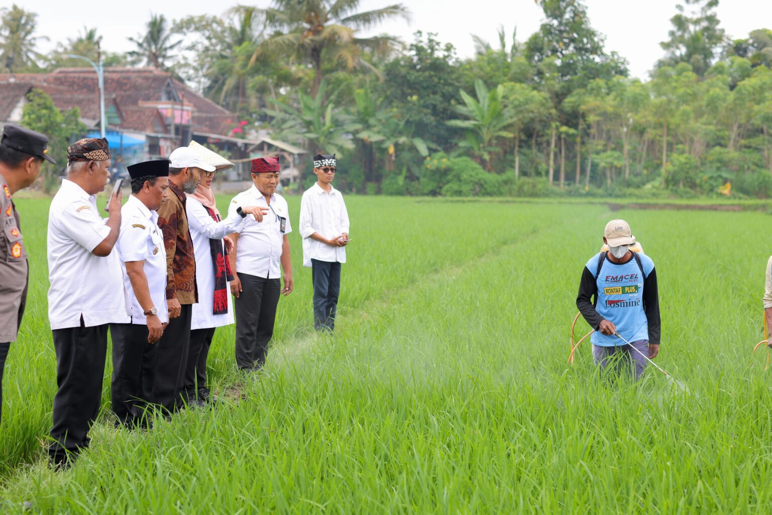 Beras Organik Banyuwangi Makin Diminati Tersedia di 18 Ribu Supermarket Indonesia 17 evminmoaoe whatsapp image 2024 06 14 at 145355 1536x1024 1