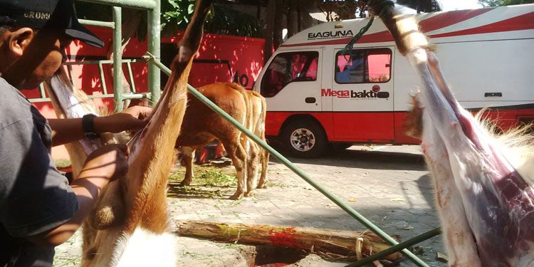 Sambut Idul Adha, DPC PDI Perjuangan di 38 Daerah se-Jatim Sembelih Hewan Kurban 20 kurban pdip jatim