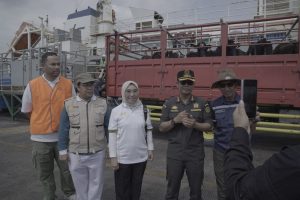 Impor sapi