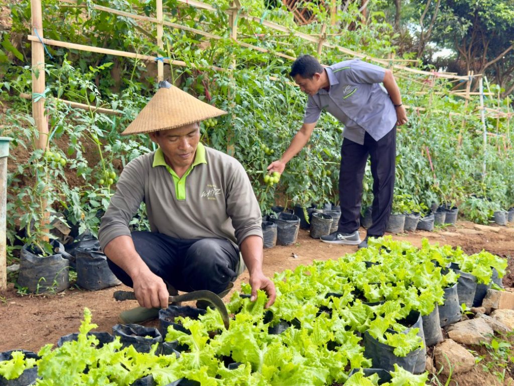 Grand Whiz Hotel Trawas Manfaatkan Lahan untuk Budidaya Sayuran Organik, Tingkatkan Kualitas dan Edukasi Tamu 29 Whiz Trawas Bertanam