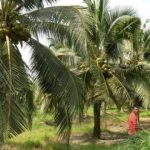 kebun kelapa