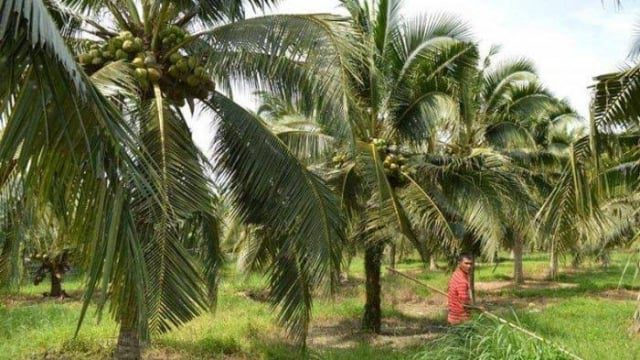 kebun kelapa
