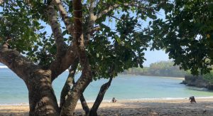 Pesona Pantai Ngentup Malang