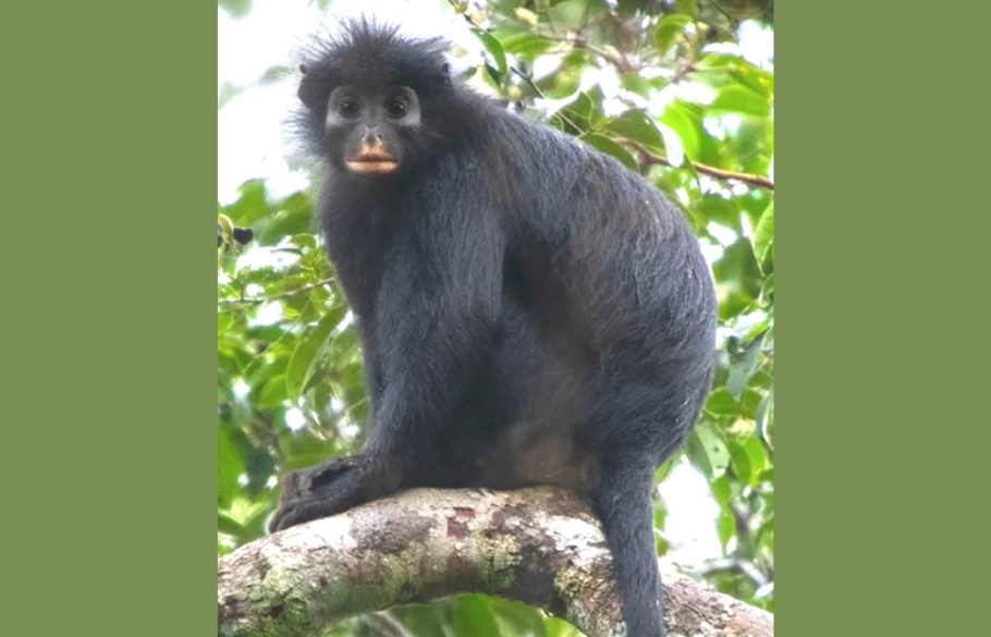 Likweli