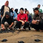 Trenggalek Kembangkan Konservasi Penyu Kili Kili